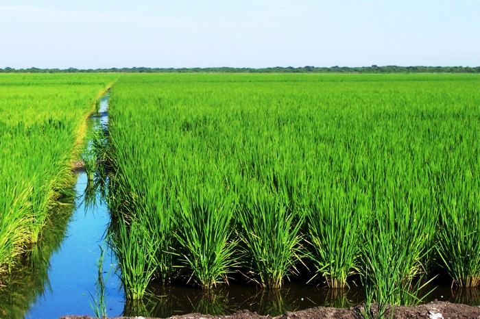 Arrozales: la producción nacional busca blindaje en la renegociación.