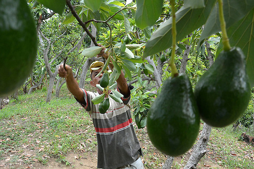 “Oro Verde Cambita”: la ambiciosa apuesta internacional del aguacate ...